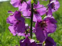 divizna brunátná.jpg divizna brunátná.jpg